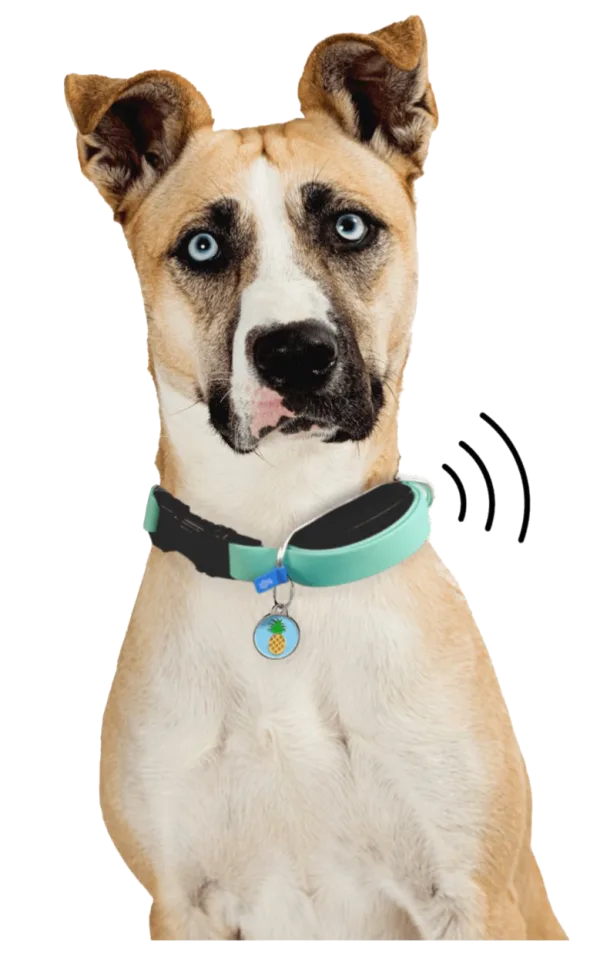 Dog wearing a GPS tracker