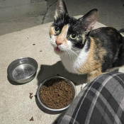 Calii, a White, Black, Orange, Golden Calico Cat