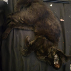 {petName}, a Black, Dark-grey Tabby Cat